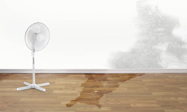 Best Professional water damage repair  in National Harbor, MD